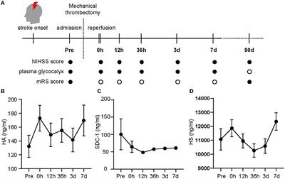 Dynamic changes in the glycocalyx and clinical outcomes in patients undergoing endovascular treatments for large vessel occlusion